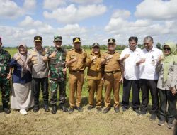 Gubernur Lampung Pimpin Panen Raya di Adipuro, Tegaskan Komitmen Stabilkan Harga Gabah